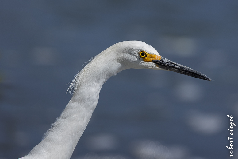 emily renzel wetlands 2025